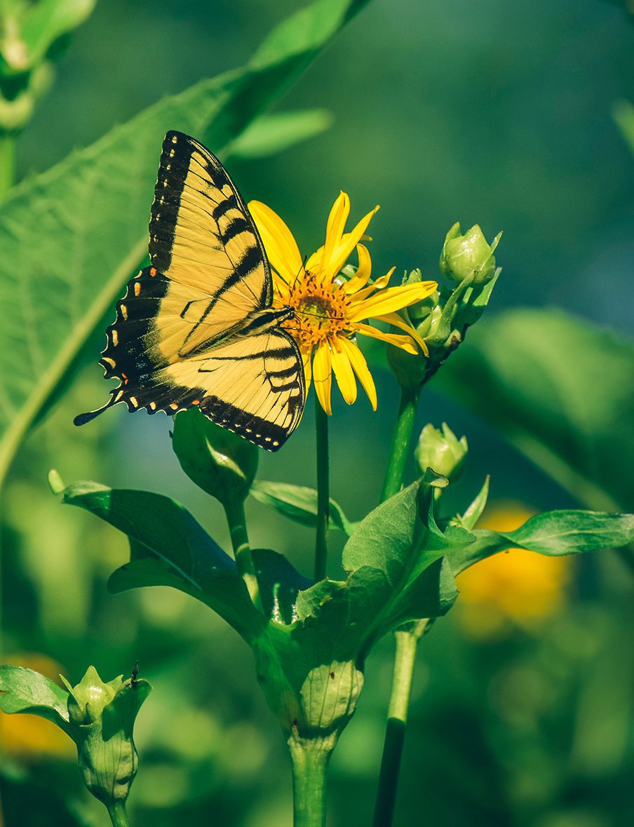 yellow and black butterfly on flower